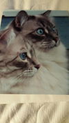 Belle and Bo 