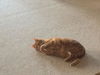 Huey *Offered by Owner* Declawed