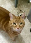 Huey *Offered by Owner* Declawed