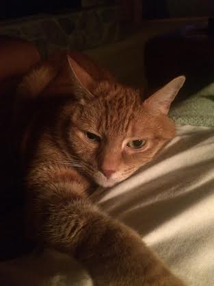 Huey *Offered by Owner* Declawed