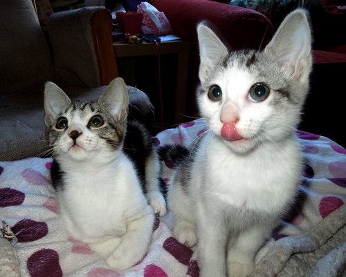 Sofie and Ivy - Bonded sisters