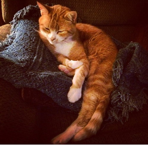 Mister Kitty