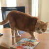 Mister Kitty