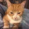 Mister Kitty
