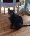 Maui and Speedy - *Offered by Owner* brothers