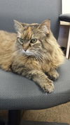 Nora - Long-haired Beauty
