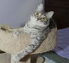 Jennipurr
