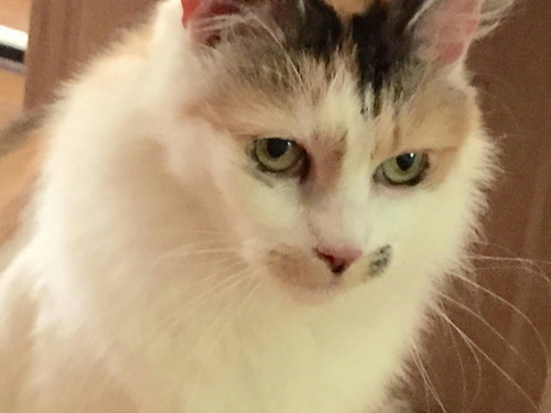 Lucy 