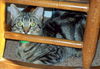 Comrade - A great family kitten!