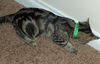 Comrade - A great family kitten!