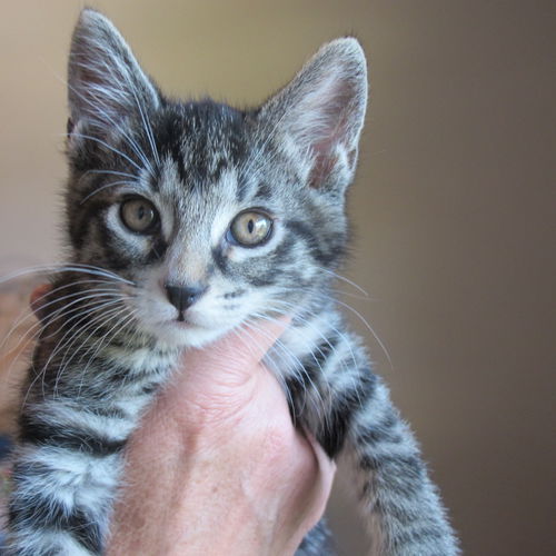 Ace and Keno - Bonded brother kittens