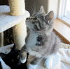 Ace and Keno - Bonded brother kittens