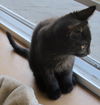 Ace and Keno - Bonded brother kittens