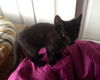 Ace and Keno - Bonded brother kittens