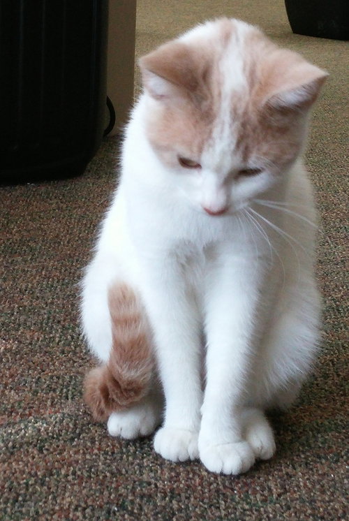 Creamsicle