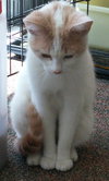 Creamsicle