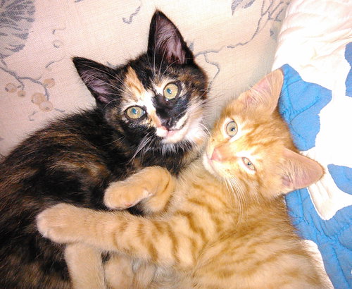 Claude Meownet, Leonardo Da Kitty & Paloma
