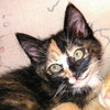 Claude Meownet, Leonardo Da Kitty & Paloma