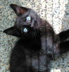 Claude Meownet, Leonardo Da Kitty & Paloma