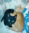 Claude Meownet, Paloma Picatso & Leonardo Da Kitty