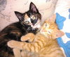 Claude Meownet, Paloma Picatso & Leonardo Da Kitty