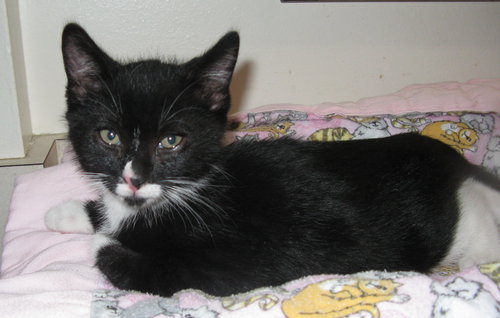 Sylvester