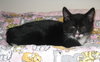 Sylvester