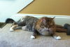 Magnolia and Julep - Senior Sister Pair