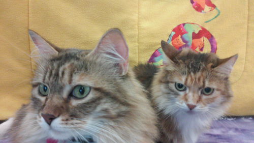 Magnolia and Julep - Senior Sister Pair