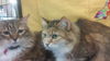 Magnolia and Julep - Senior Sister Pair