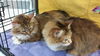 Magnolia and Julep - Senior Sister Pair