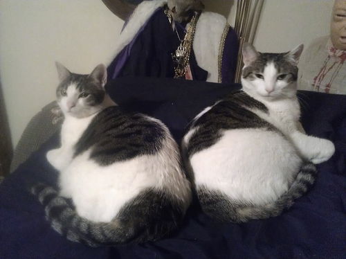Diva and Moxxie - *Offered by Owner* young adults