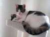 Diva and Moxxie - *Offered by Owner* young adults