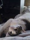 Diva and Moxxie - *Offered by Owner* young adults