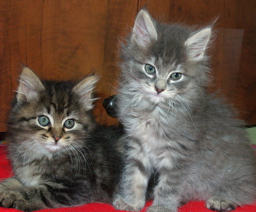 Priscilla and Prudence