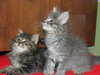Priscilla and Prudence