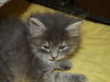 Priscilla and Prudence