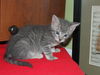 Eyore