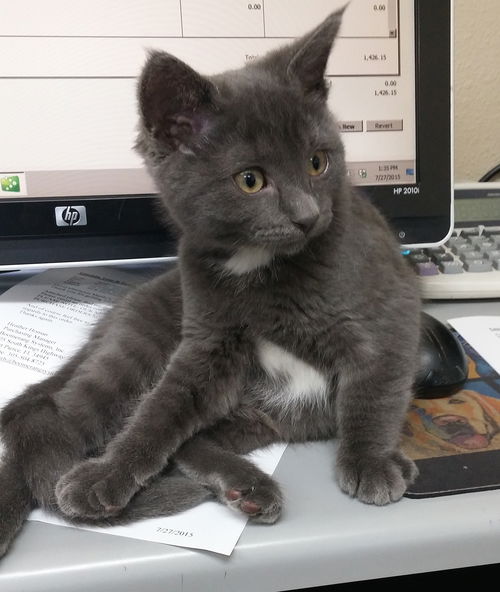 Kit Kat