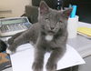 Kit Kat