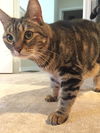 Nala *Offered by Owner* Friendly Senior