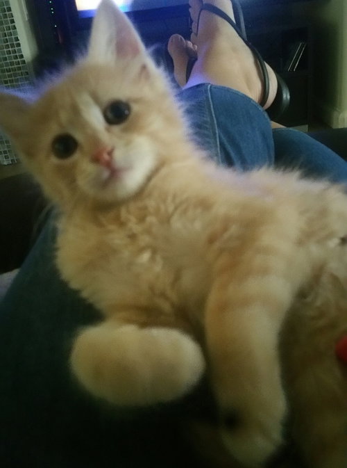Creamsicle
