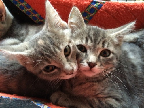 Luna and Flower - Bonded sisters