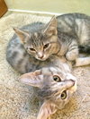 Luna and Flower - Bonded sisters