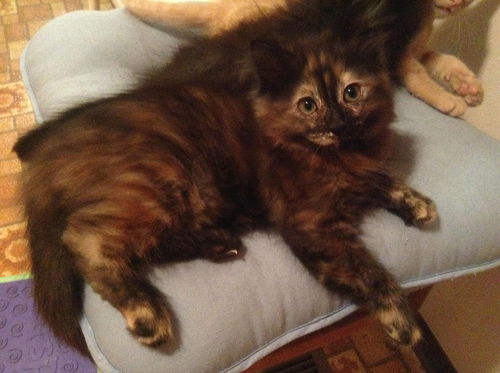 Torti