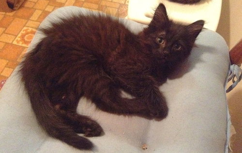 Mink (and Torti)