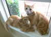Alkai and Abu