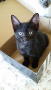 NOVA