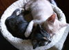 Dickens & Dazzle - Bonded Special Pals