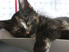 Dickens & Dazzle - Bonded Special Pals